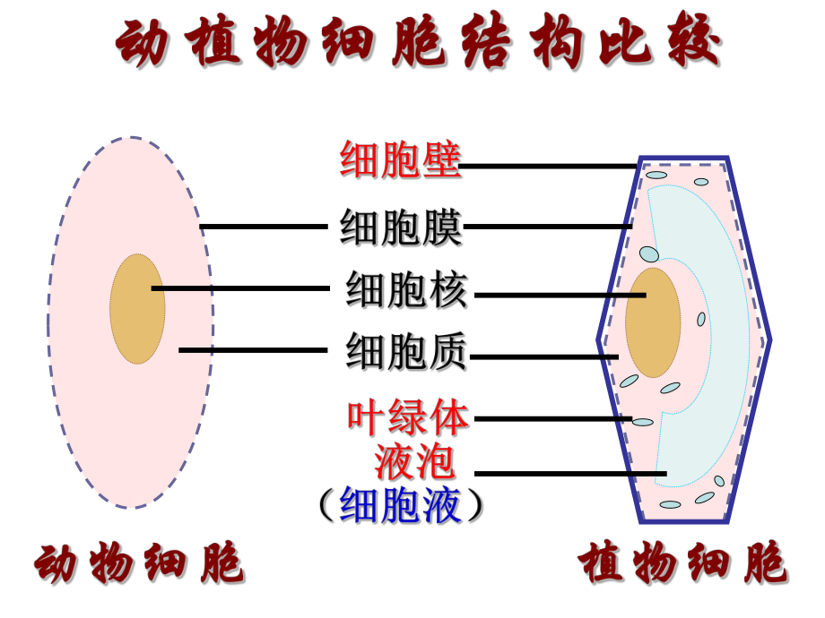 《细胞的生活》课件1.ppt_第3页