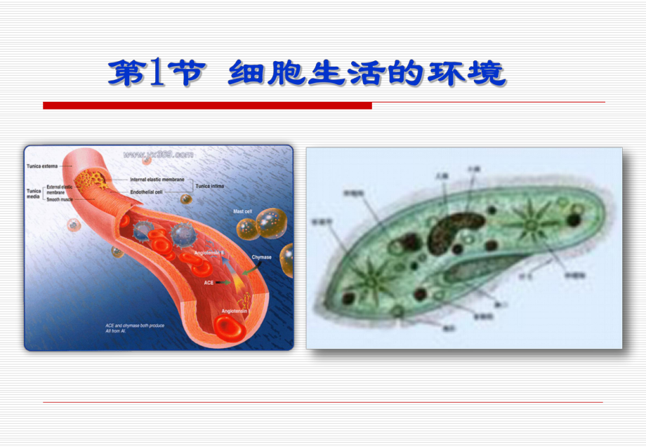 人教版高中生物必修3 稳态与环境：细胞生活的环境课件.ppt_第2页