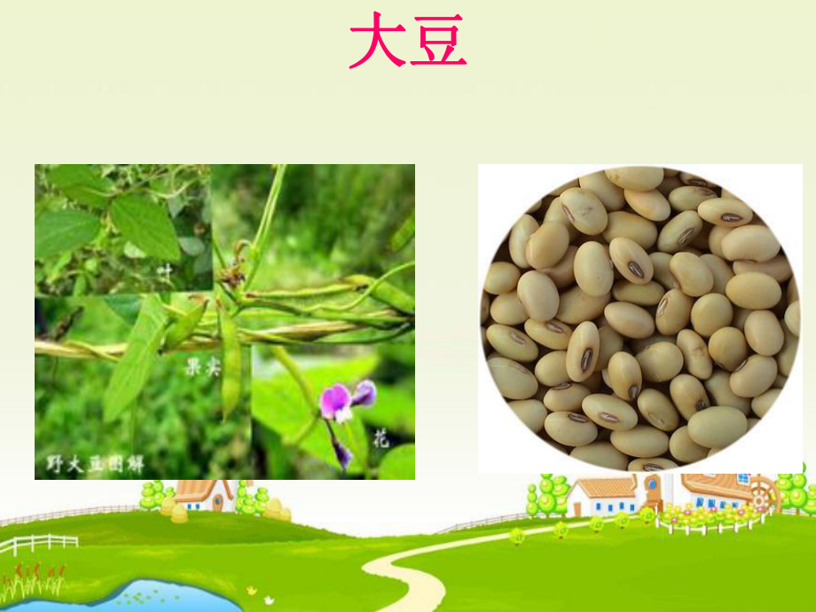 人教版小学科学各种各样的植物课件.ppt_第2页