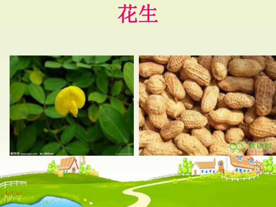 人教版小学科学各种各样的植物课件.ppt_第3页