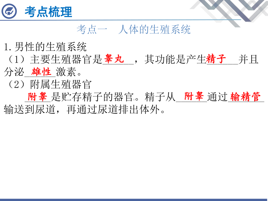 2020广东中考生物学总复习第14章人的生殖和发育课件.pptx_第3页