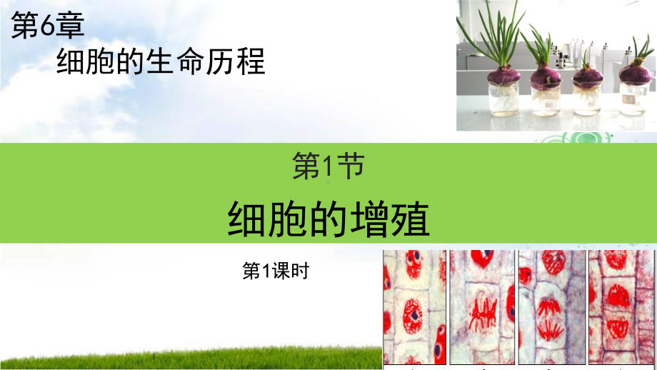 人教版新教材《细胞的增殖》1课件.ppt_第1页