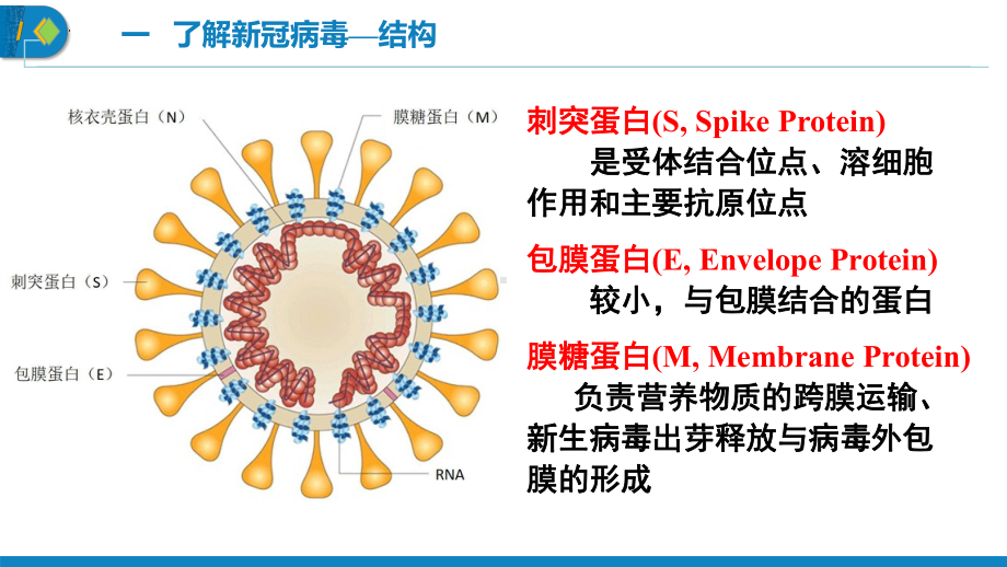 高考生物复习：新冠病毒及疫苗（含视频）.pptx_第3页