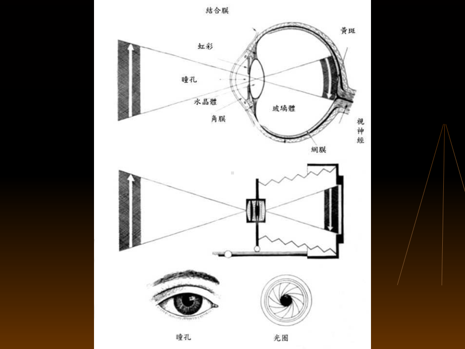 whatisbluelight厦门长庚医院xiamenchang课件.ppt_第3页