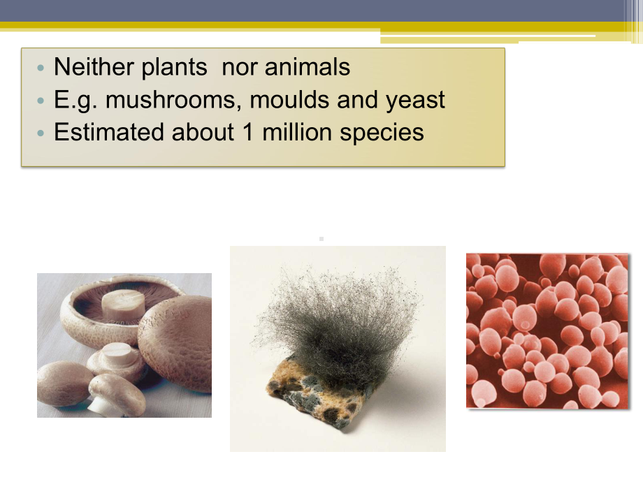 THEDIFFERENCESBETWEENPLANTANDANIMALVIRUSES：植物和动物病毒之间差异课件.ppt_第3页