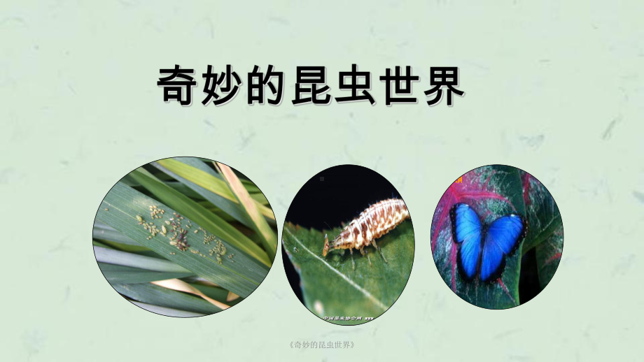 《奇妙的昆虫世界》课件.ppt_第1页