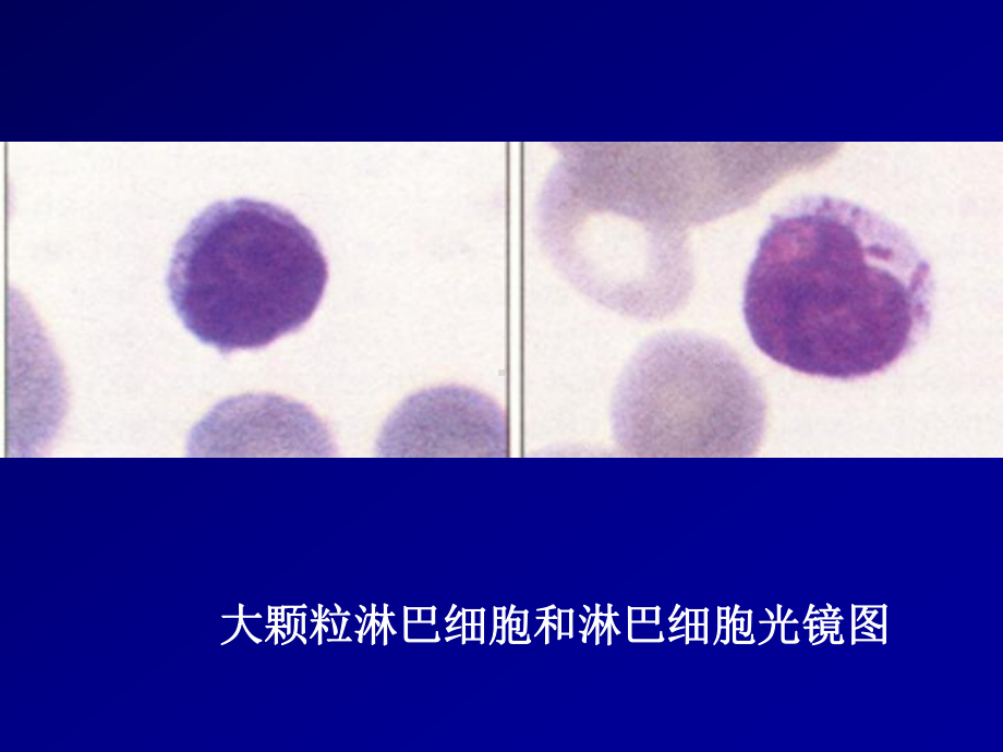 T淋巴细胞与特异性免疫应答课件.ppt_第3页