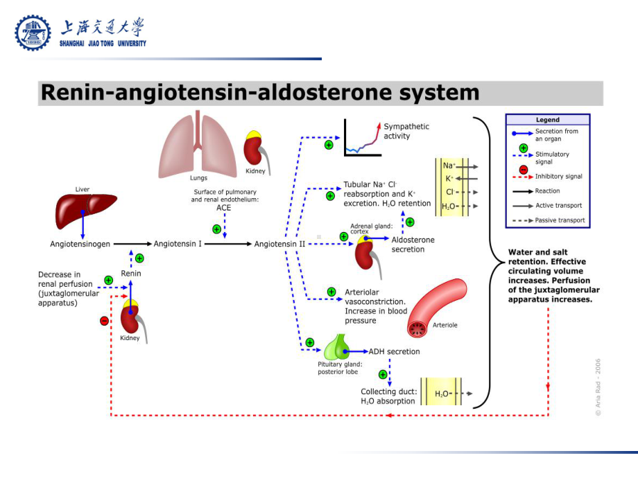 RAAS系统多态性与CKD课件.ppt_第3页