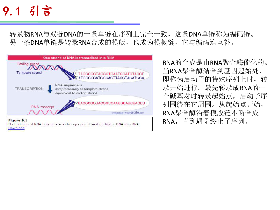 T噬菌体的RNA聚合酶课件.ppt_第2页