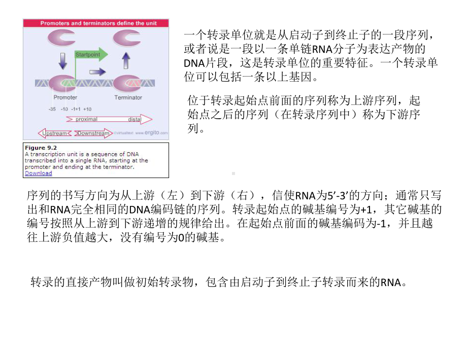 T噬菌体的RNA聚合酶课件.ppt_第3页