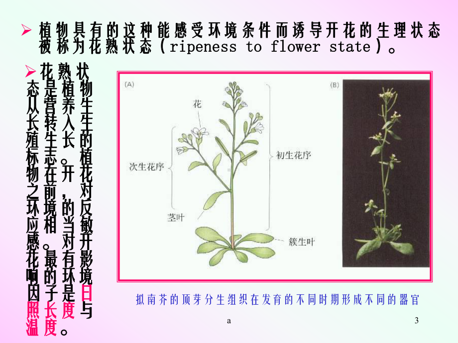 《植物的生殖生》课件.ppt_第3页