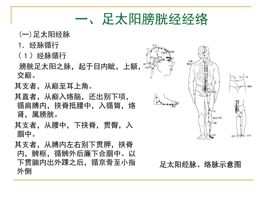 7足太阳膀胱经1课件.ppt_第3页