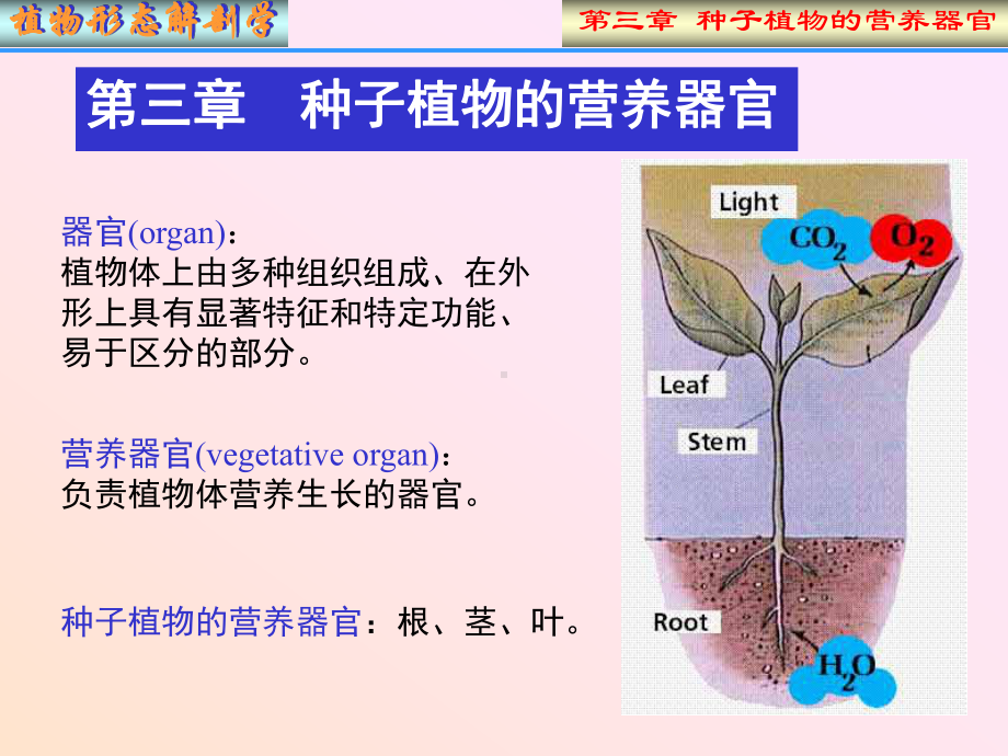 N植物形态解剖学课件.ppt_第1页