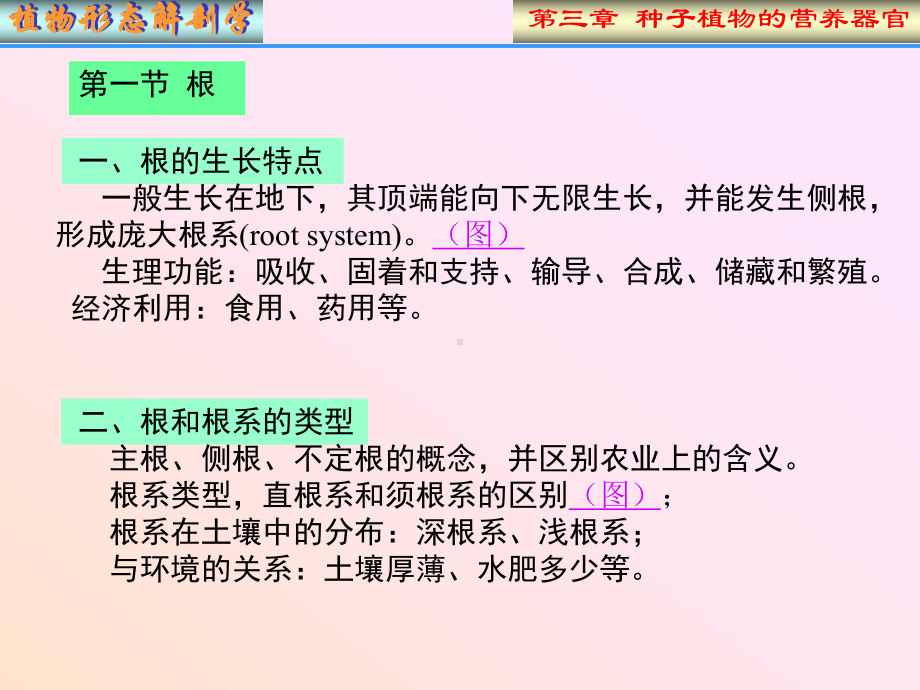 N植物形态解剖学课件.ppt_第2页