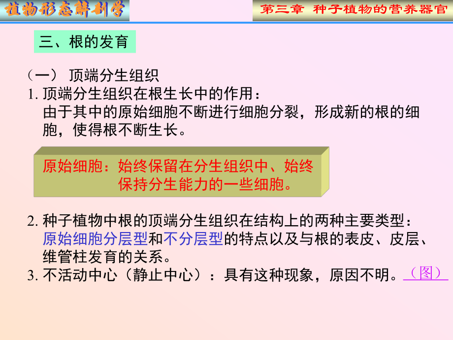 N植物形态解剖学课件.ppt_第3页