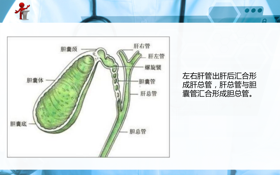 《外科护理》第十六章第四节胆道疾病病人的护理课件.ppt_第3页