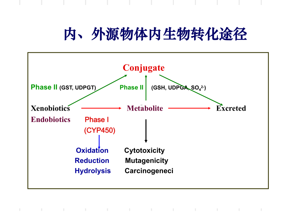 1017李燕药物代谢酶分子药理学课件.ppt_第2页