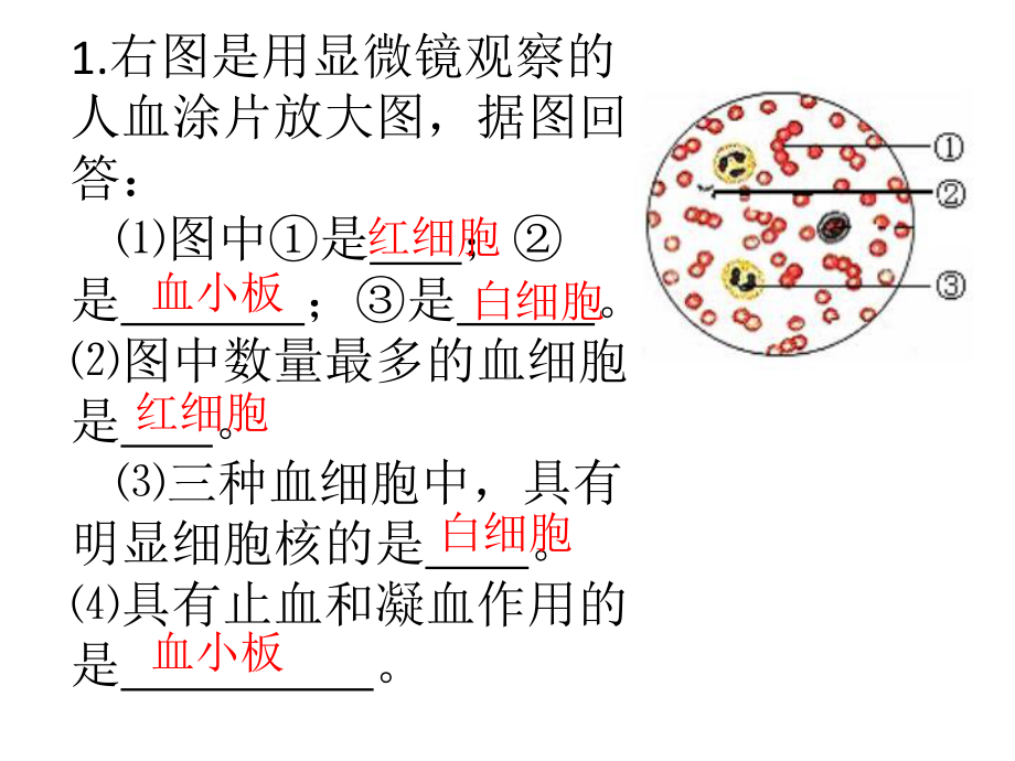 1右图是用显微镜观察的人血涂片放大图,据图回答： ⑴图中（推荐）课件.ppt_第1页