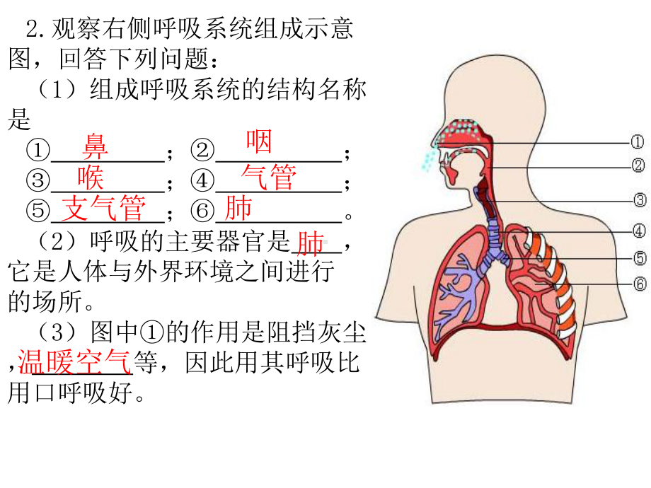 1右图是用显微镜观察的人血涂片放大图,据图回答： ⑴图中（推荐）课件.ppt_第2页