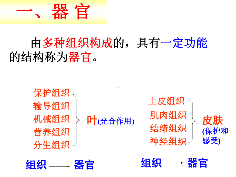 七上科学第二章第三节生物体的结构层次课件.ppt_第2页