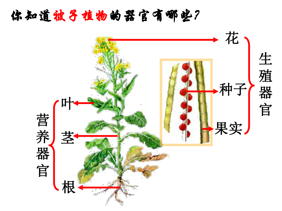 七上科学第二章第三节生物体的结构层次课件.ppt_第3页