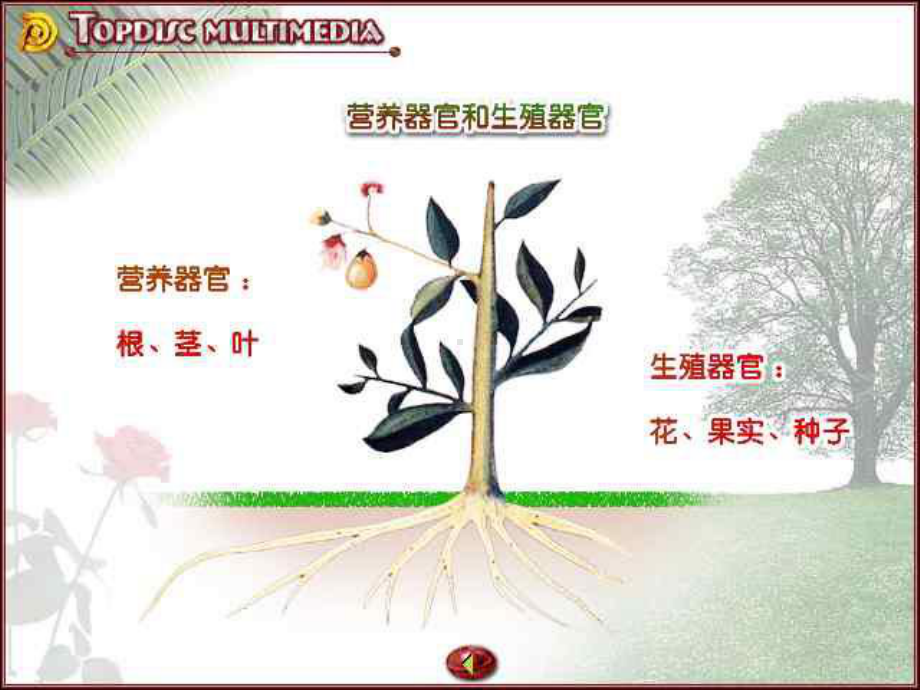 七年级科学植物叶课件.ppt_第2页