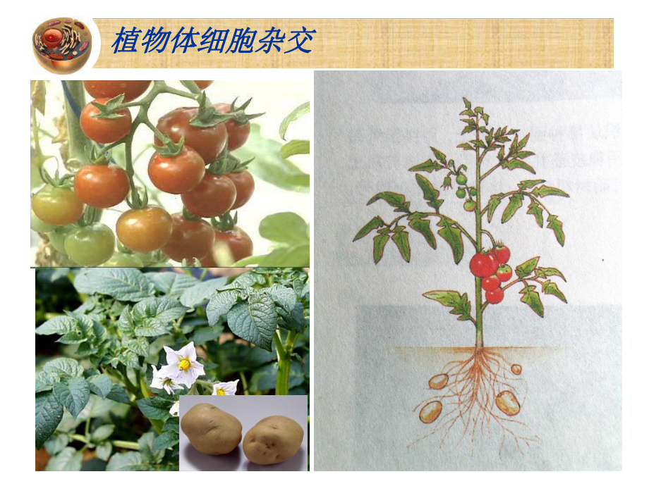 21植物细胞工程植物体细胞杂交微课x讲解课件.ppt_第2页