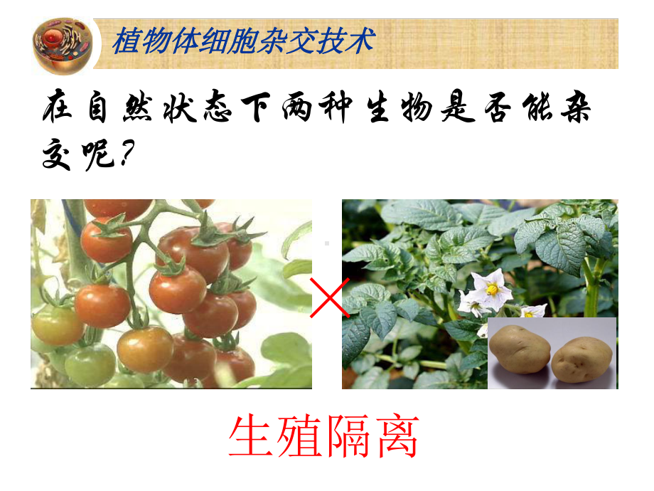 21植物细胞工程植物体细胞杂交微课x讲解课件.ppt_第3页