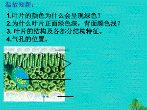 七年级生物上册213绿色植物的光合作用课件1济南版.ppt