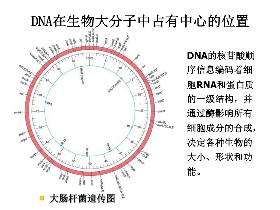 一DNA的生物合成课件.ppt_第3页