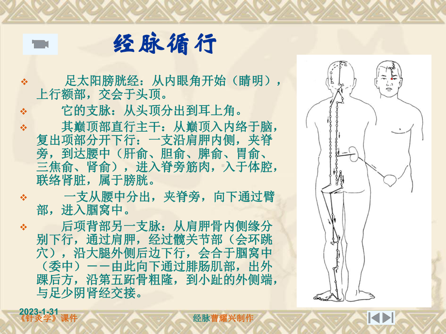 [新版]针灸学课件足三阳经 18足太阳膀胱经.ppt_第2页