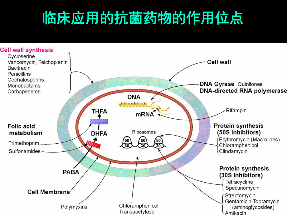 β内酰胺类大环内l类抗生素应用课件.ppt_第3页