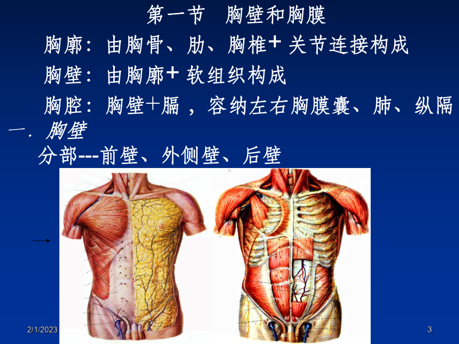 《局部解剖学胸部》课件.ppt_第3页