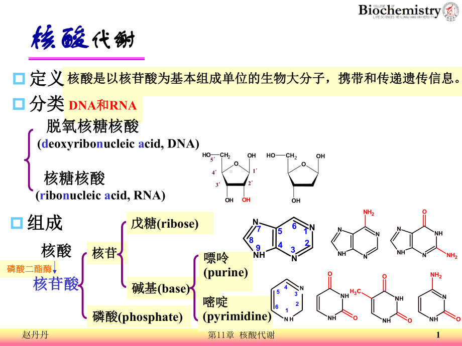 11 核酸代谢课件讲义.ppt_第1页