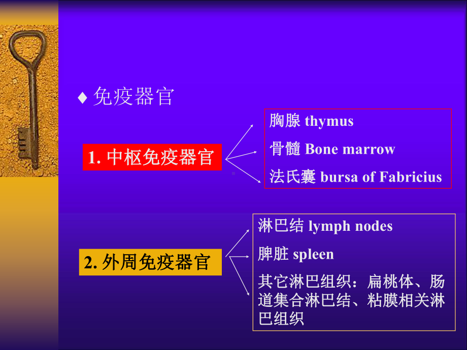 (课件)免疫器官和组织.ppt_第3页