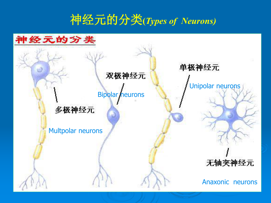 MR在儿童脑白质发育中的应用课件.ppt_第2页