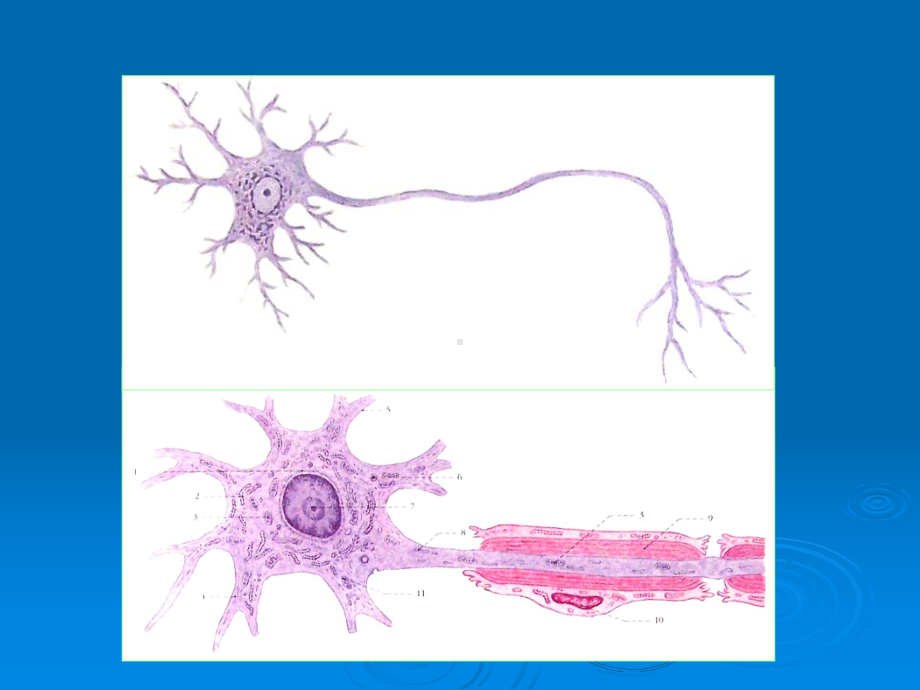 MR在儿童脑白质发育中的应用课件.ppt_第3页