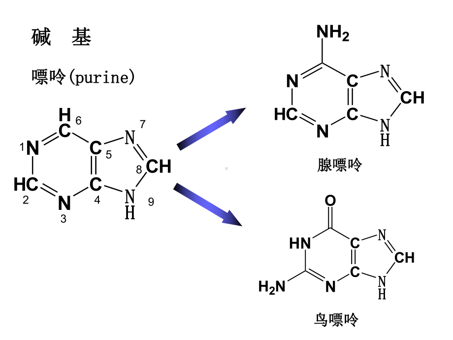 [医学]生物化学 核酸与核苷酸代谢课件.ppt_第3页