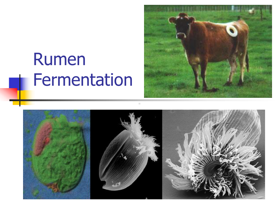 -Rumen-Fermentation-大学动物营养学课件-英文版.ppt_第1页