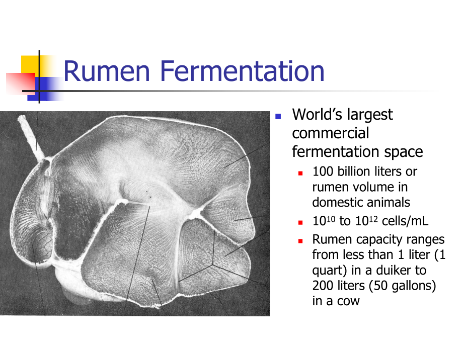 -Rumen-Fermentation-大学动物营养学课件-英文版.ppt_第2页