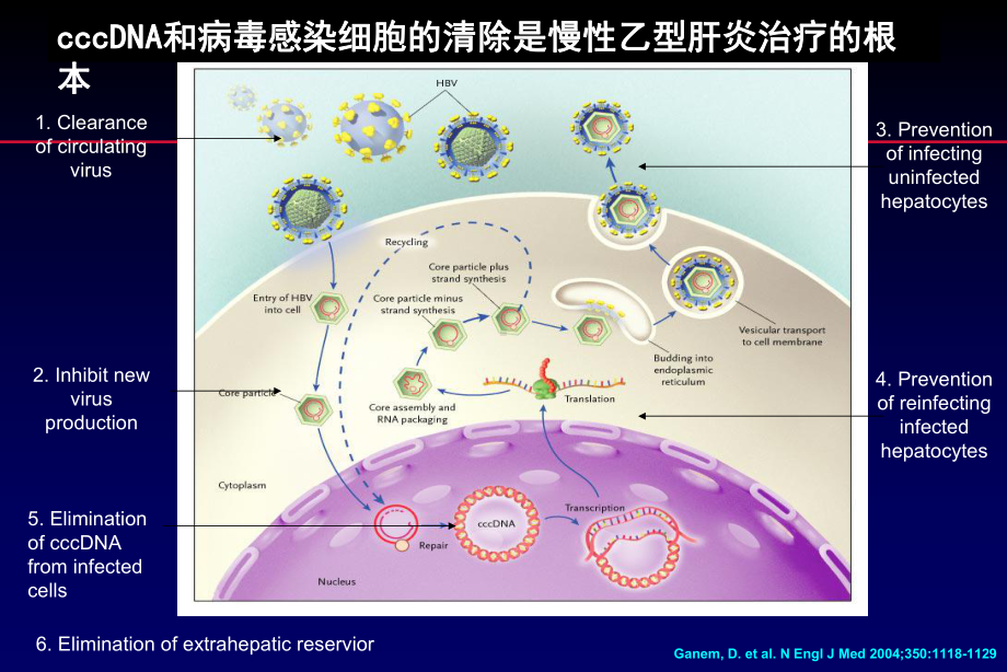 Ag阳性乙肝的最佳治疗选择课件.ppt_第3页