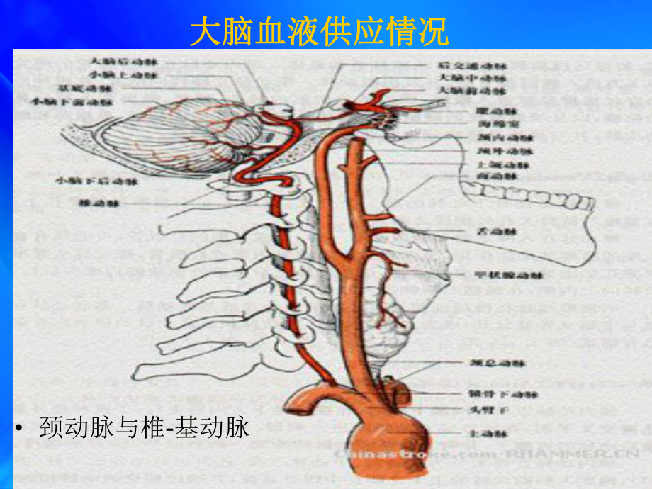 DSA颅内动脉瘤介入治疗课件.ppt_第3页