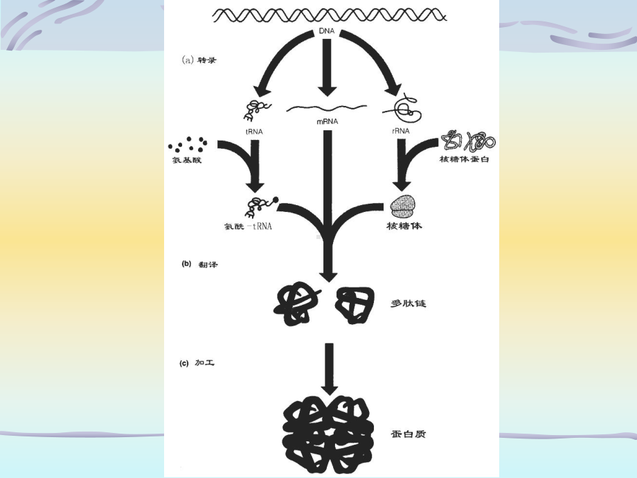 七年制医学课件 生化 蛋白质的生物合成.ppt_第3页