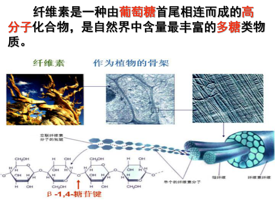 23分解纤维素的微生物的分离课件.ppt_第2页