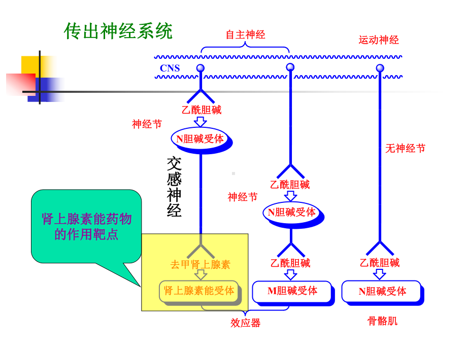 7拟肾上腺素药和抗肾上腺素药课件.ppt_第3页