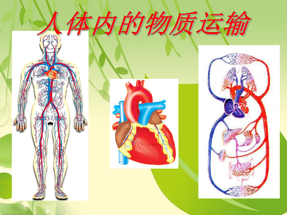 七年级生物下册第三章《人体内物质的运输》复习课件(新版).ppt_第1页