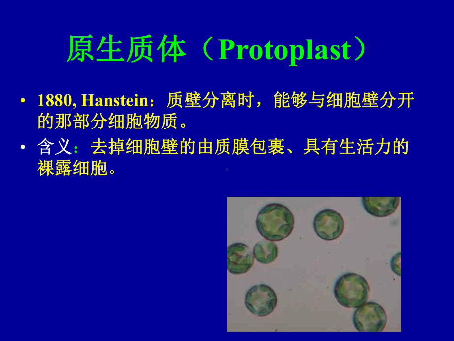 4原生质体培养和融合课件.ppt_第2页