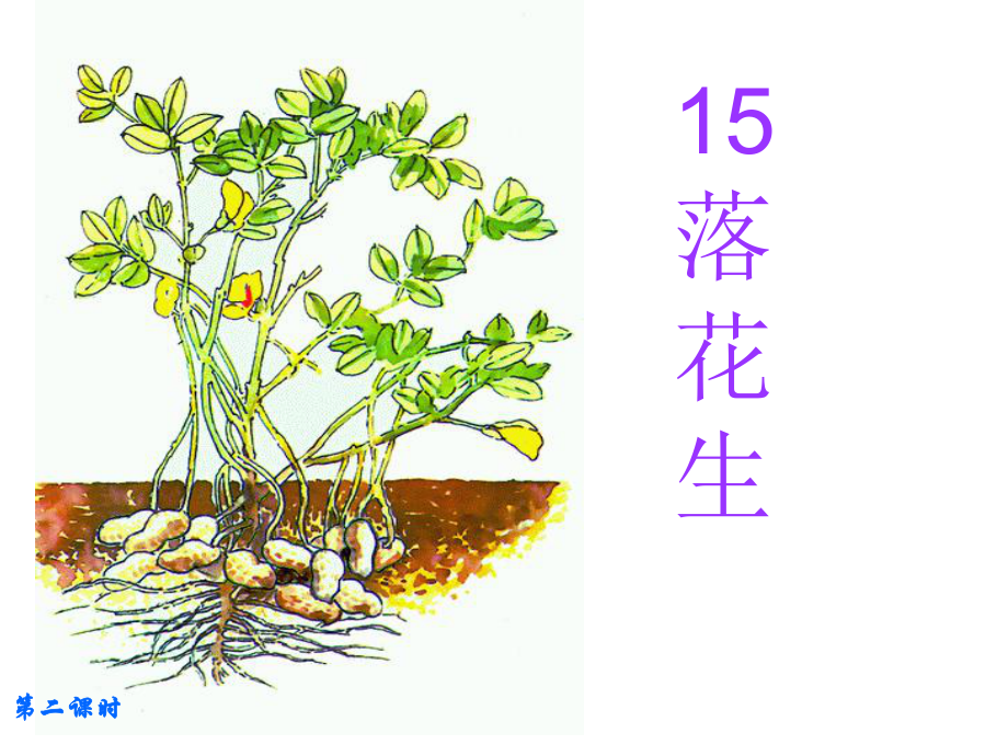 《落花生》落花生第二课时教学课件.ppt_第1页