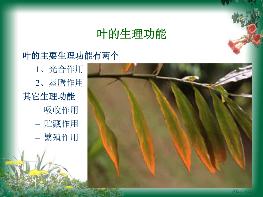 D叶-药用植物学教学课件.ppt_第3页