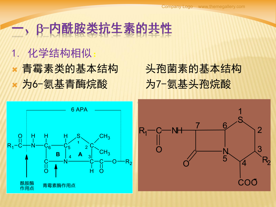 B内酰胺类抗生素20106课件.ppt_第3页